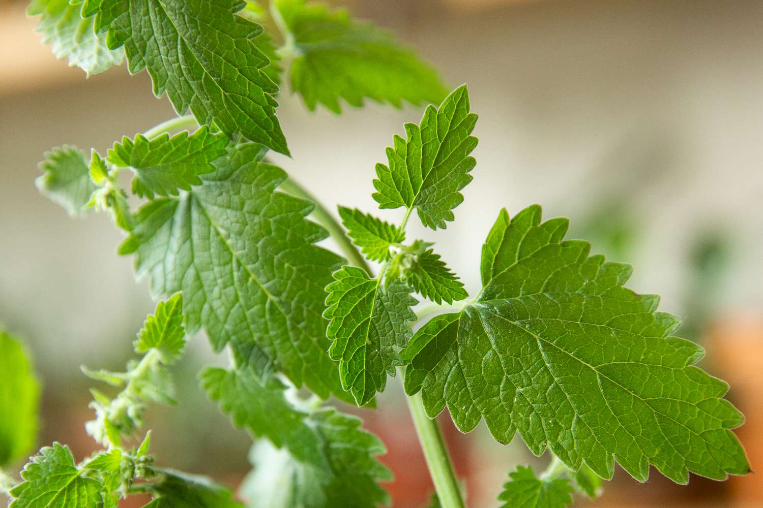 نعنا گربه ای